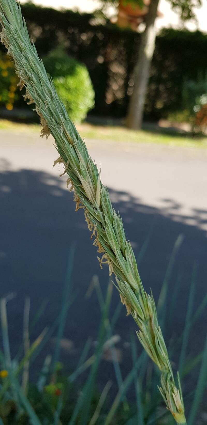 Leymus arenarius flower