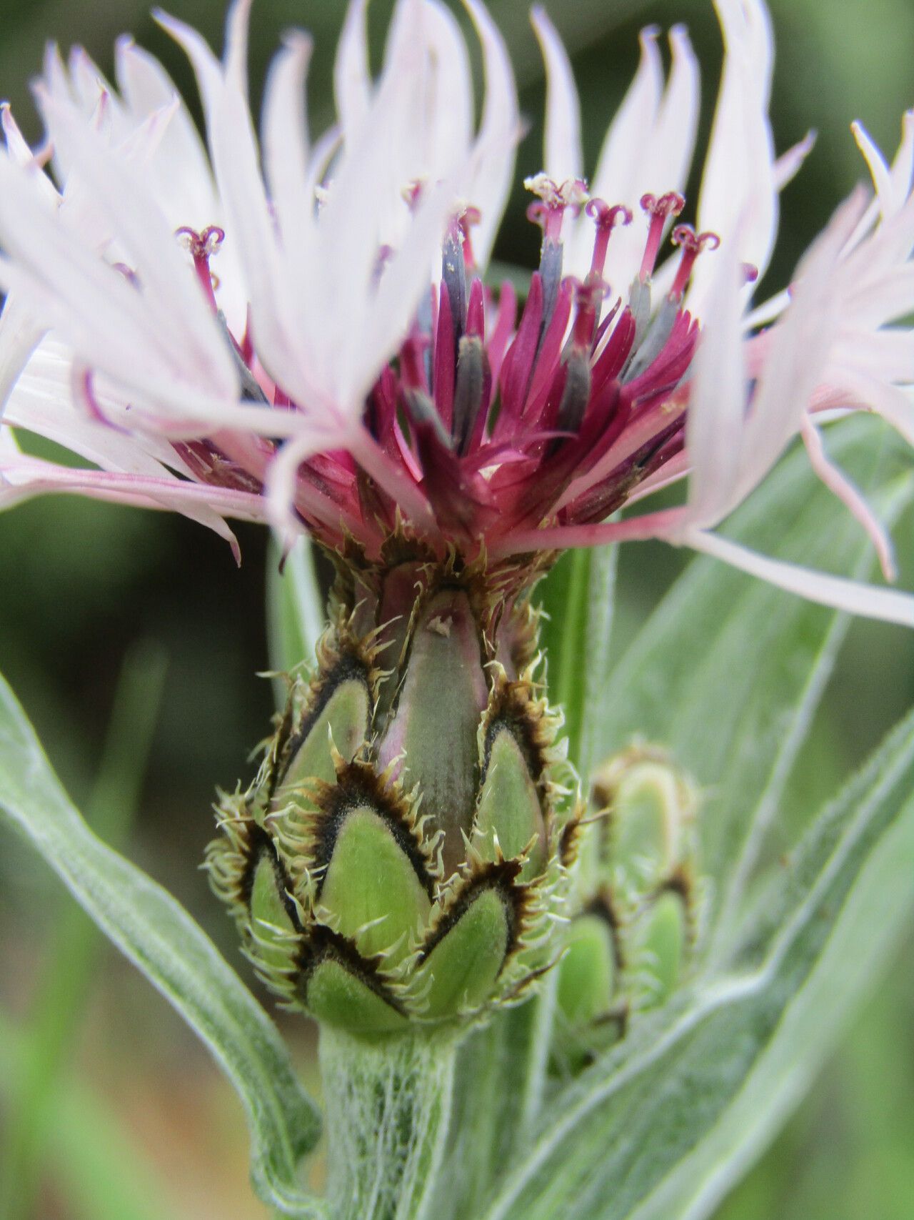 Cyanus pseudoaxillaris — search result for 'Cyanus'