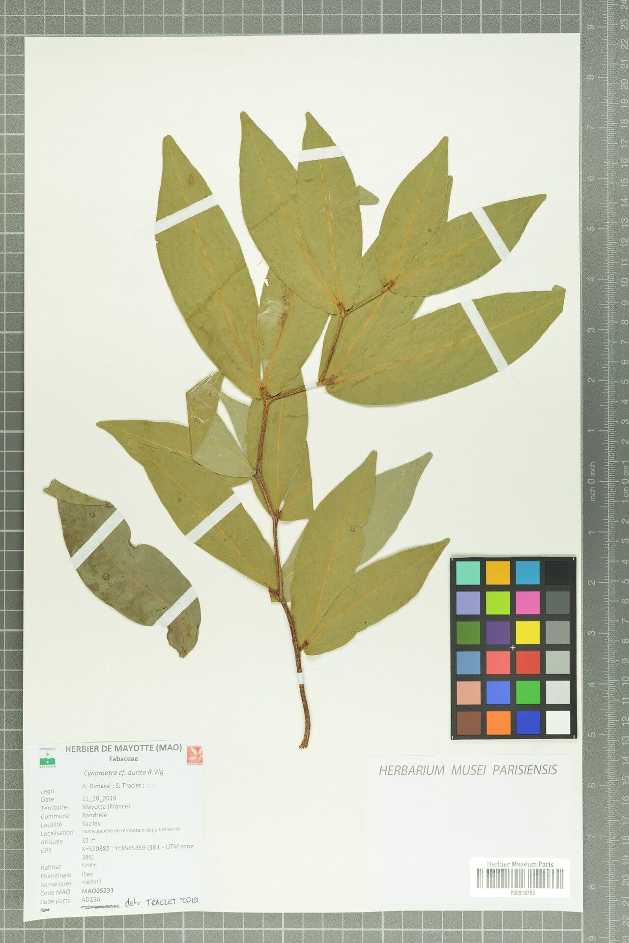 Cynometra aurita — related species from the same genus