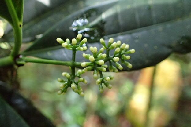 Psychotria senterrei flower
