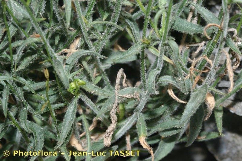 Campanula fritschii leaf