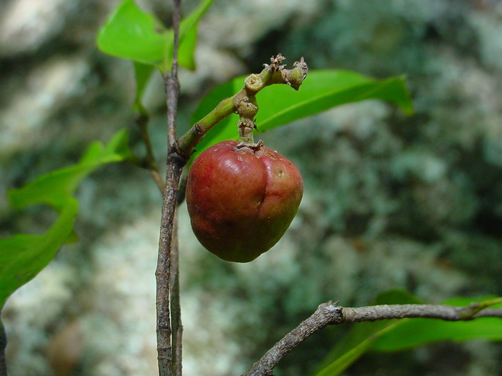 Hunga lifouana — related species from the same genus