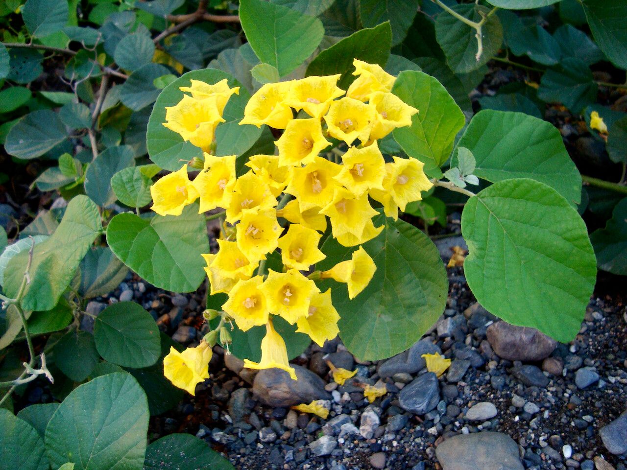 Cordia lutea flower