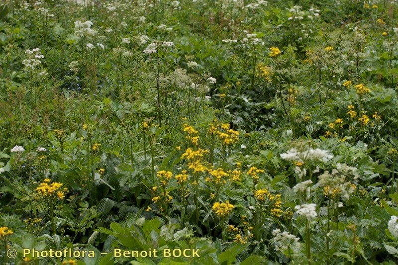 Tephroseris balbisiana habit