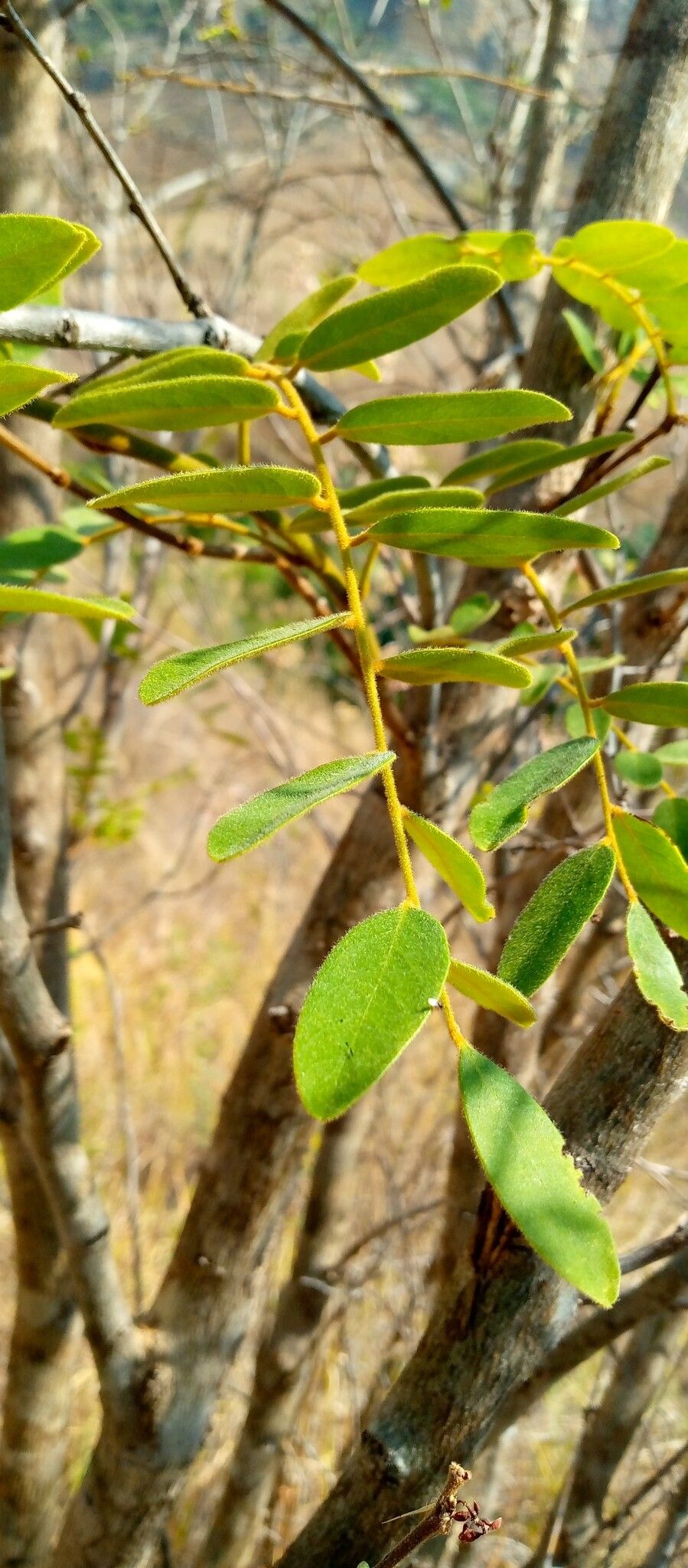 Dalbergia pervillei — search result for 'Dalbergia'