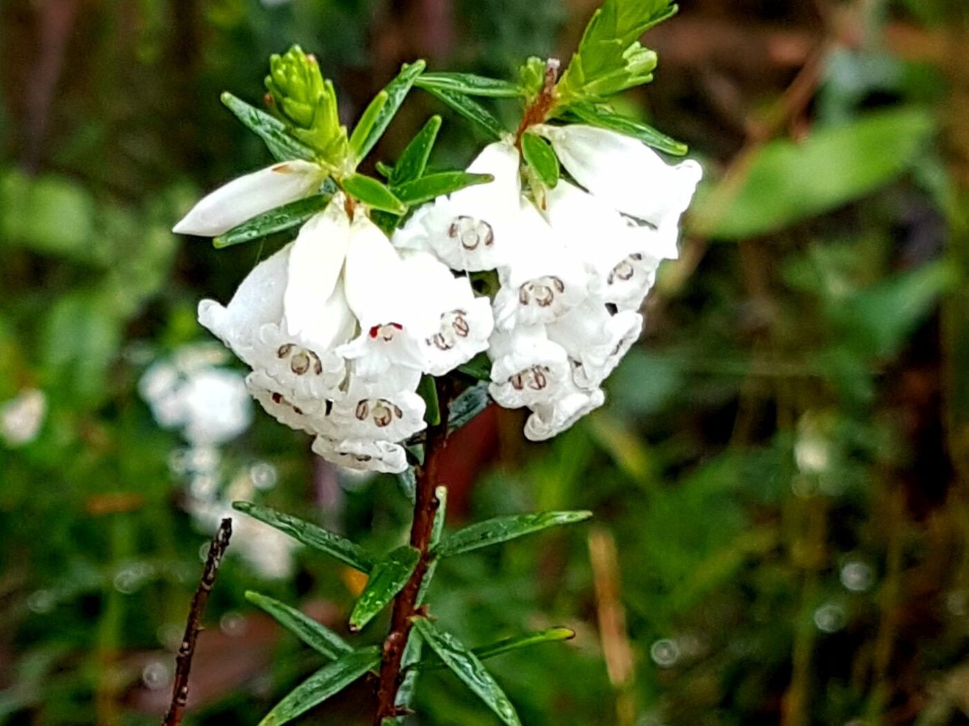 Epacris obtusifolia flower