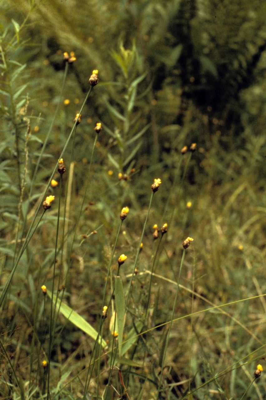Xyris torta habit
