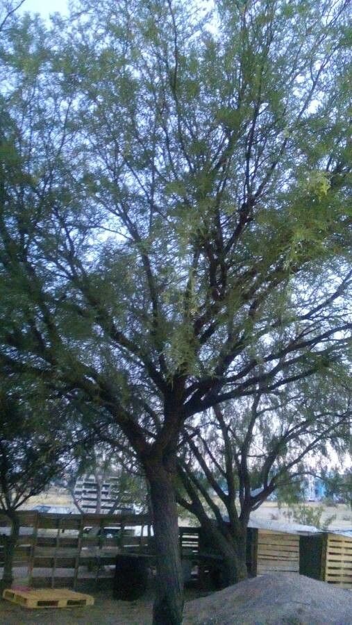 Prosopis laevigata — search result for 'Prosopis'