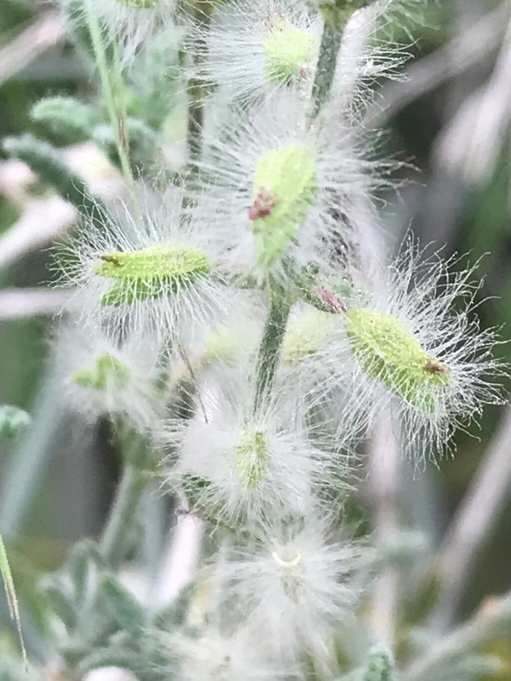 Salvia macilenta fruit