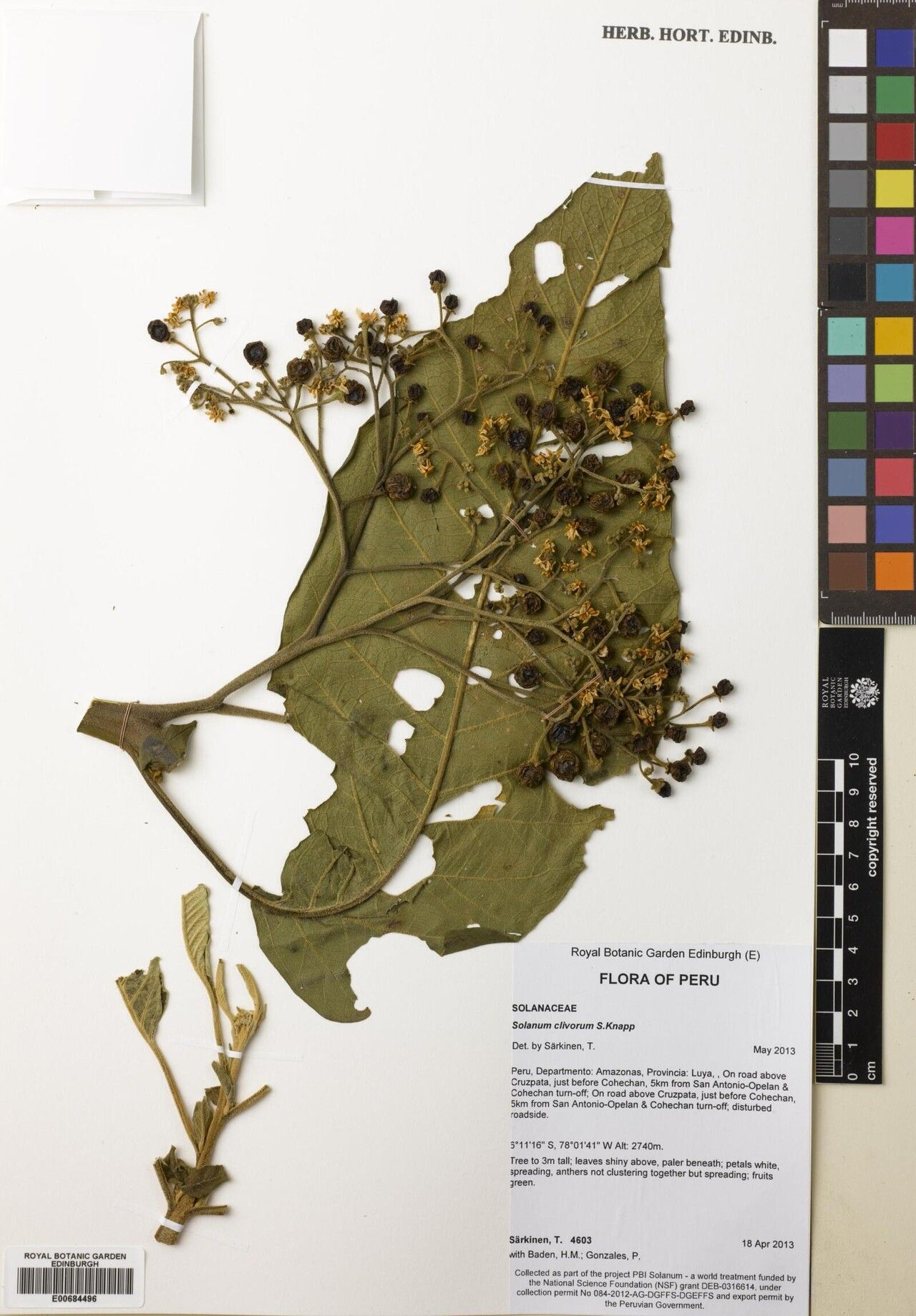 Solanum clivorum — houseplant care guide