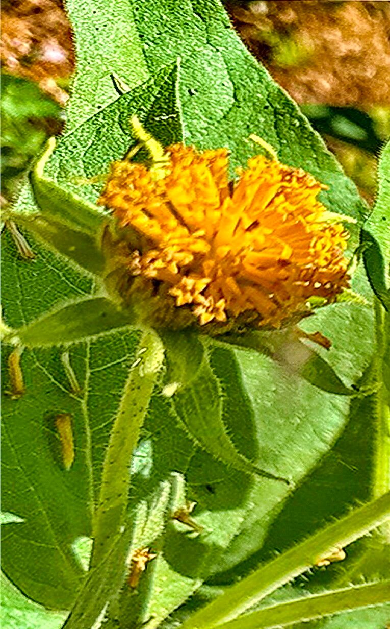 Agnorhiza invenusta — related species from the same genus