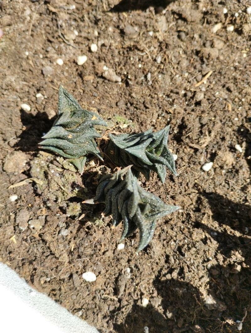 Haworthia nigra — houseplant care guide