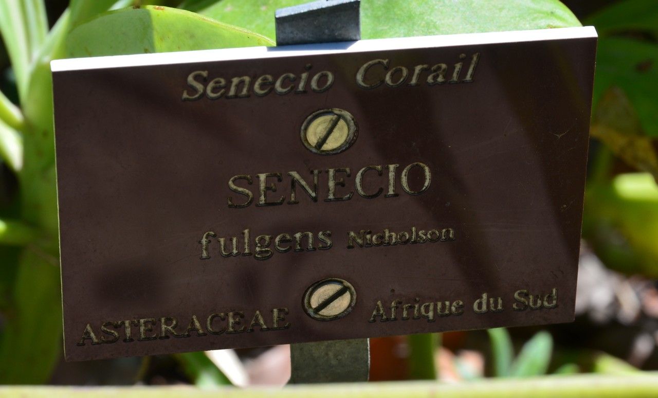 Kleinia fulgens leaf