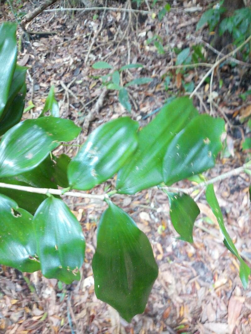 Dracaena elliptica leaf