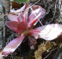 Echeveria michihuacana — houseplant care guide