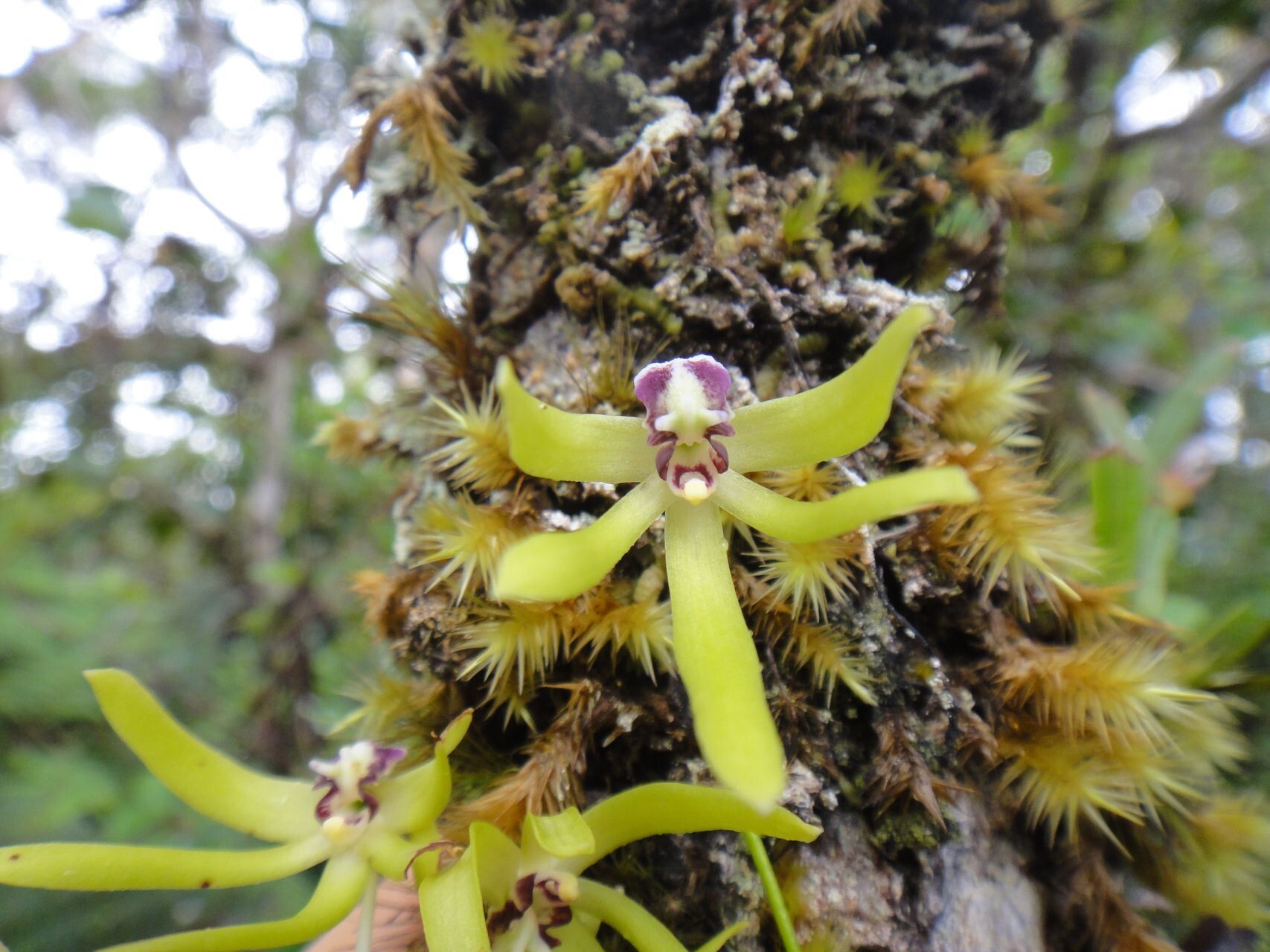 Dendrobium oppositifolium — houseplant care guide