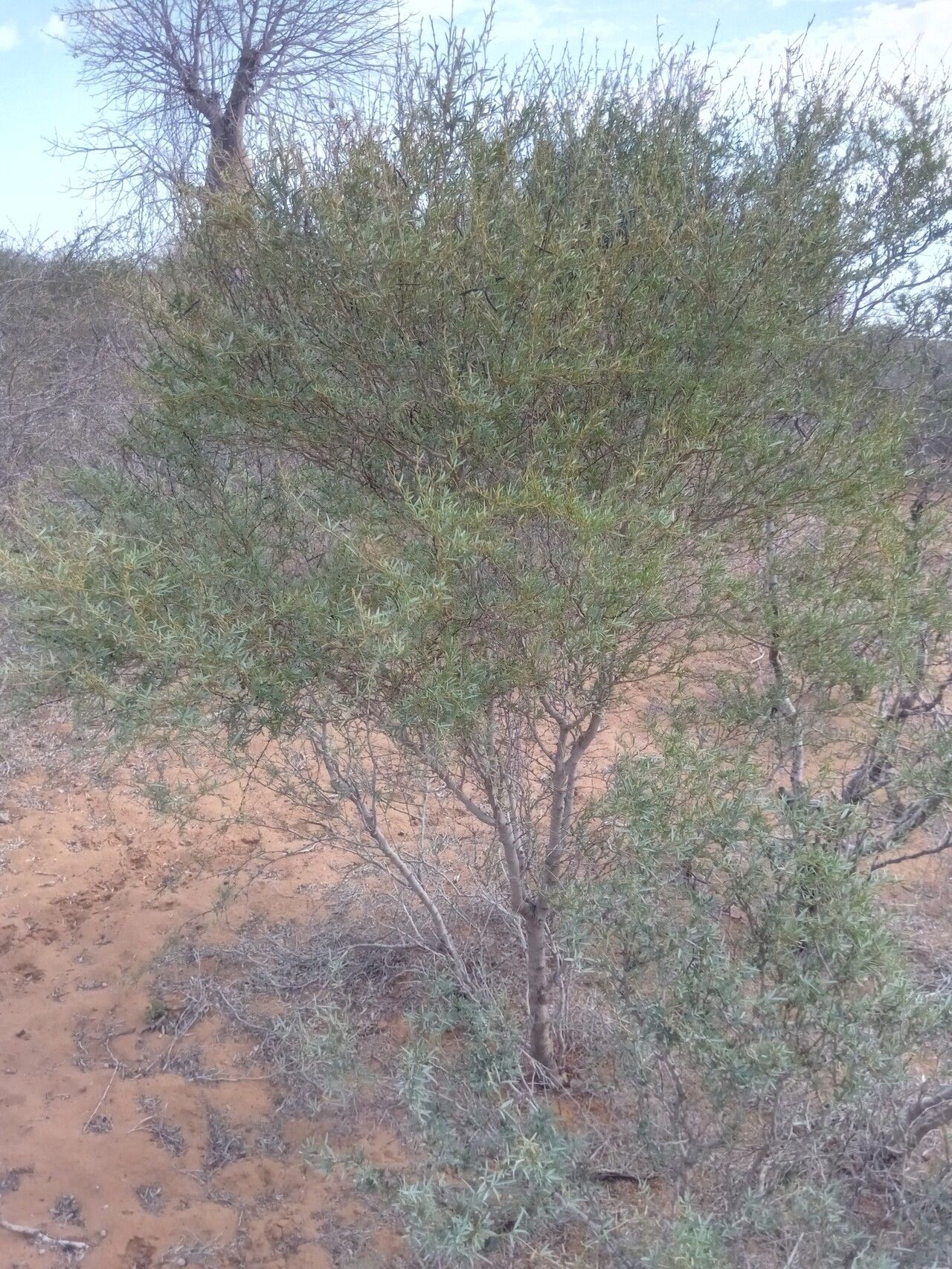 Tephrosia pungens habit