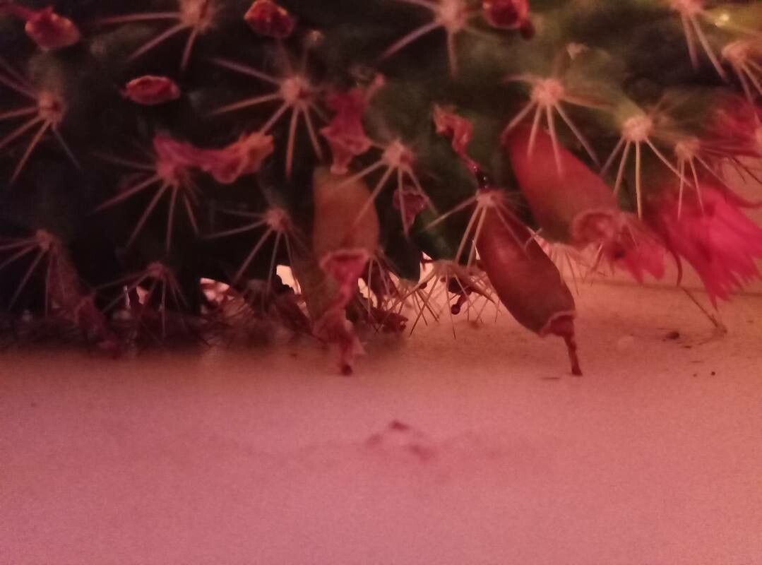 Mammillaria backebergiana fruit