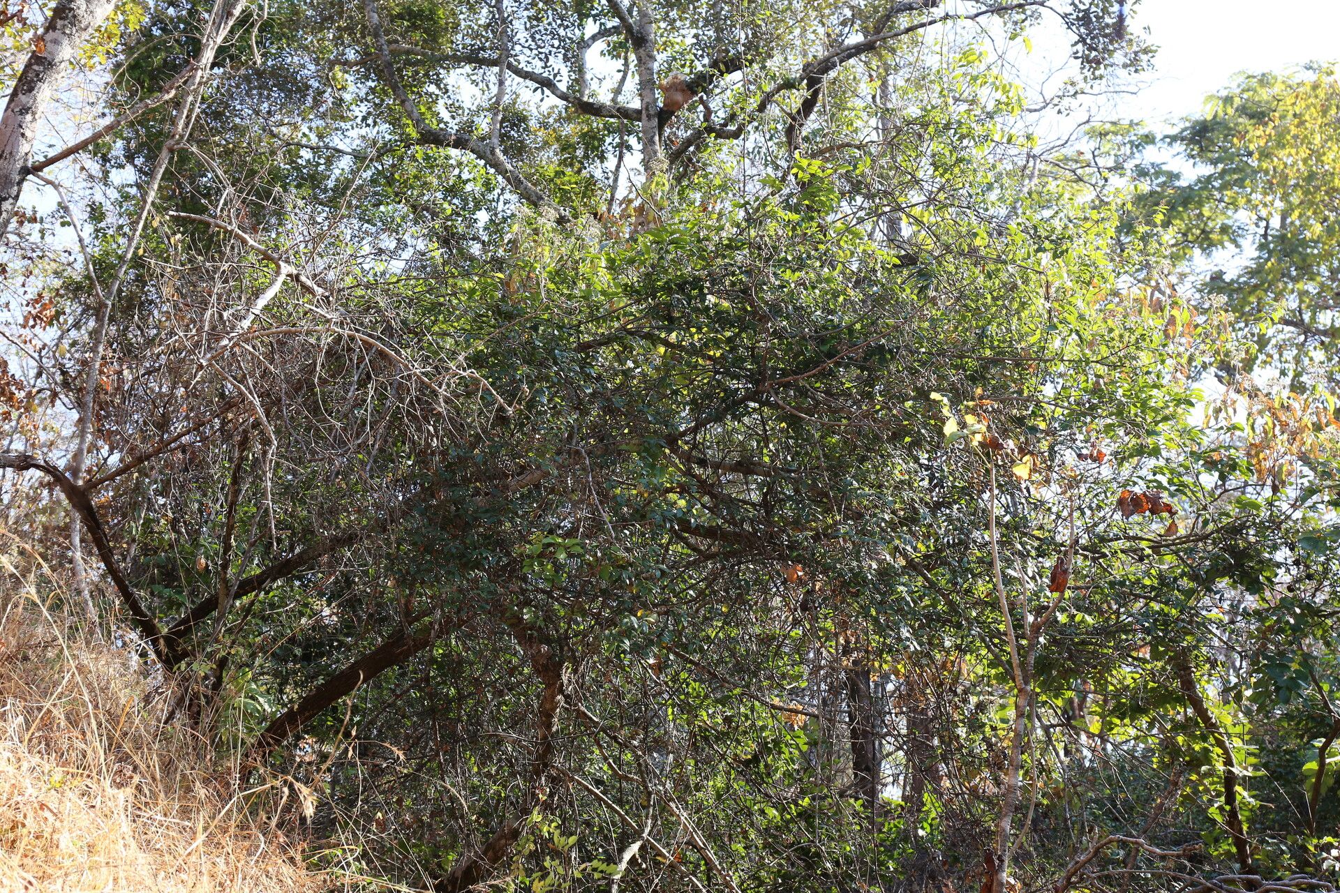 Landolphia parvifolia habit