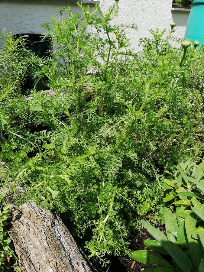 Anacyclus pyrethrum habit