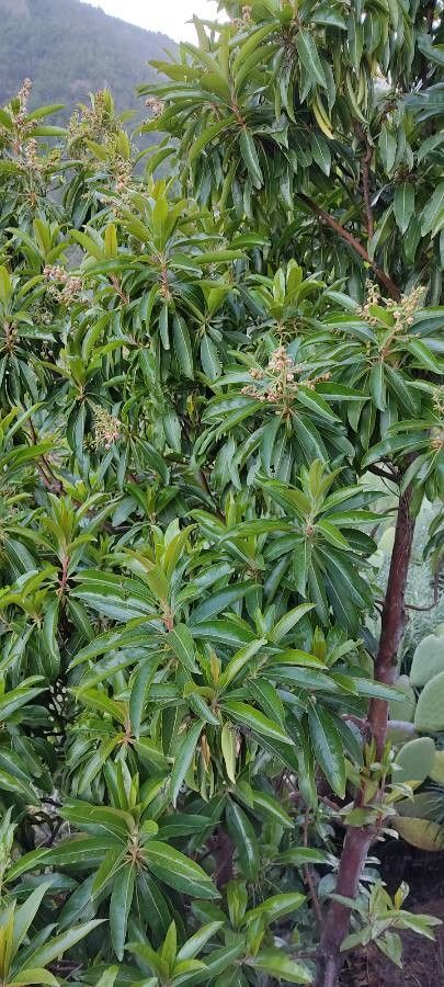 Arbutus canariensis leaf