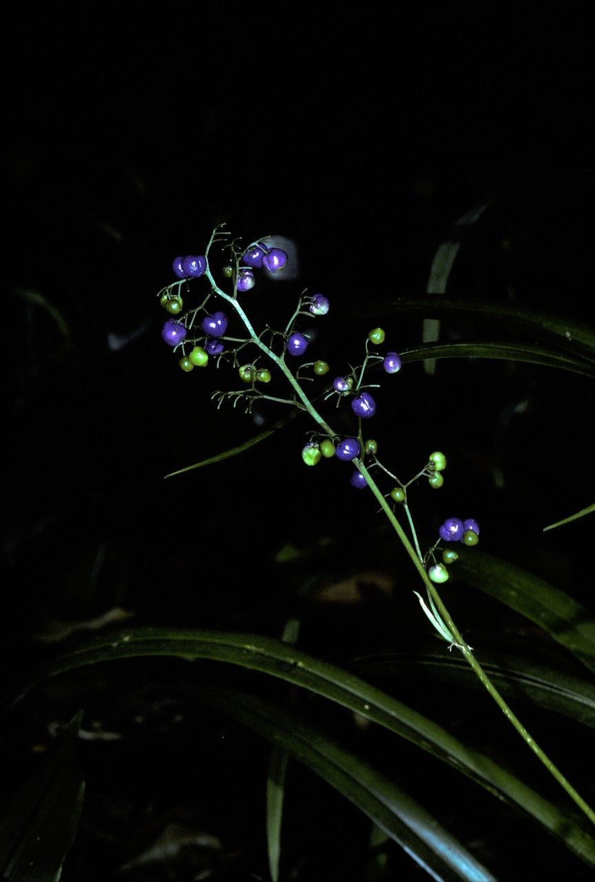 Dianella odorata — search result for 'Dianella'