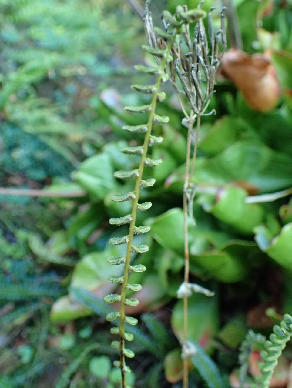 Blechnum penna-marina fruit