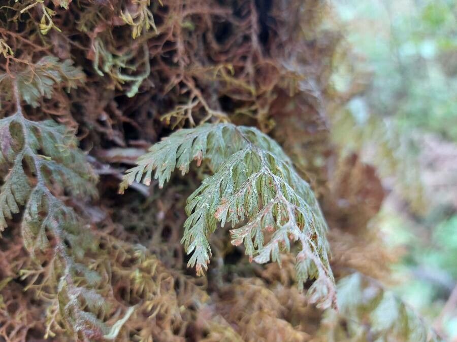 Hymenophyllum hygrometricum — houseplant care guide