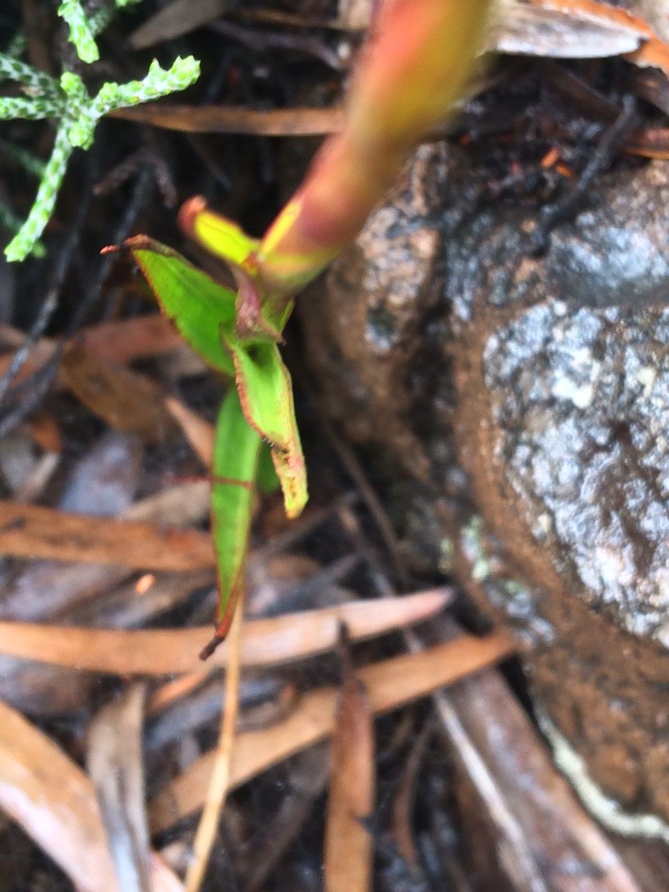 Disa borbonica — houseplant care guide