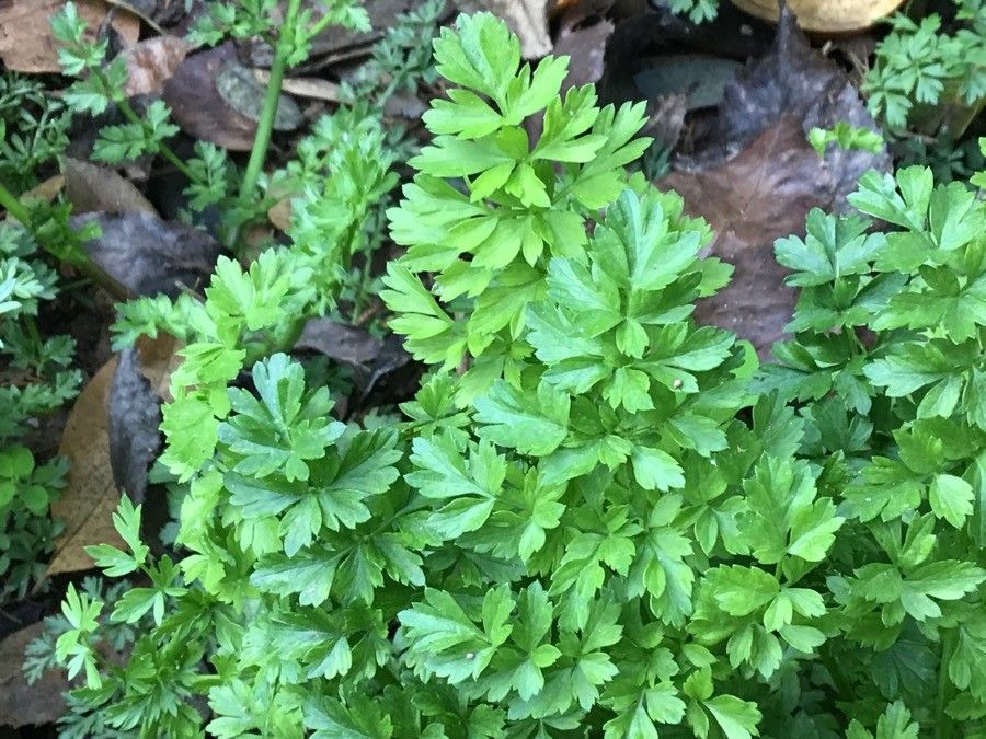 Oenanthe globulosa — houseplant care guide