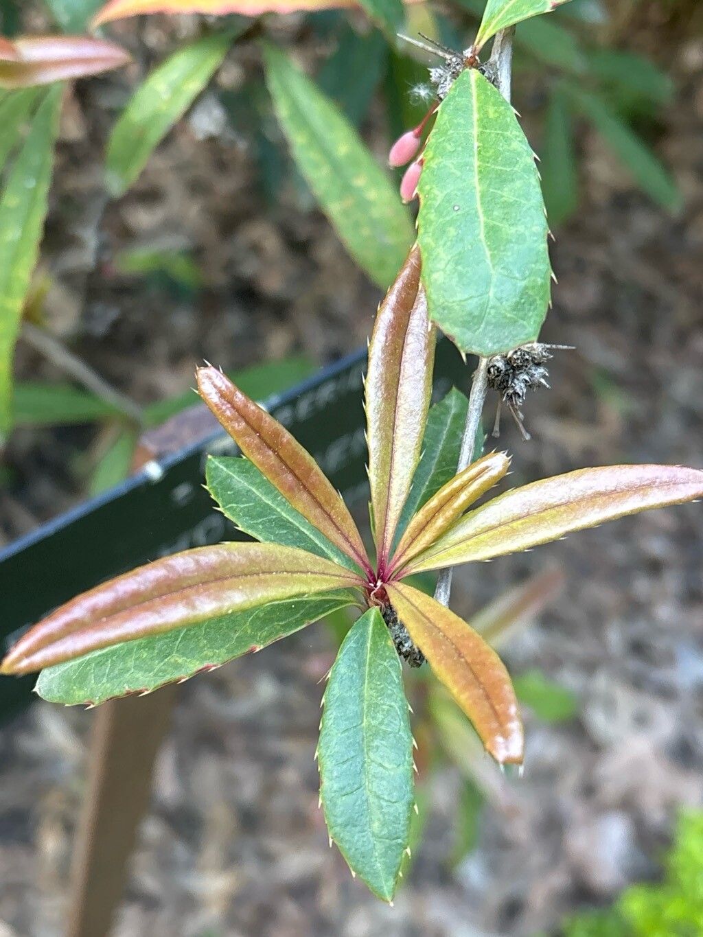 Berberis honanensis leaf