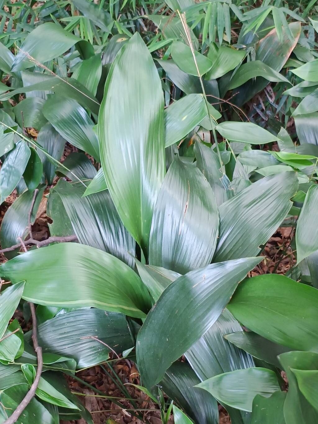 Olyra glaberrima — related species from the same genus