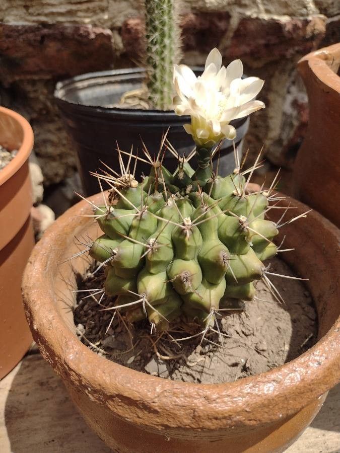 Gymnocalycium anisitsii fruit