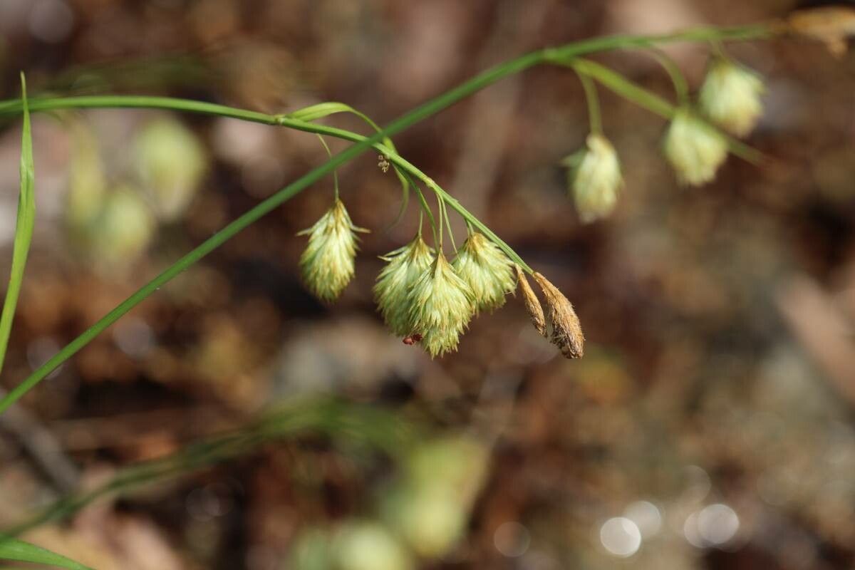 Carex podogyna — houseplant care guide