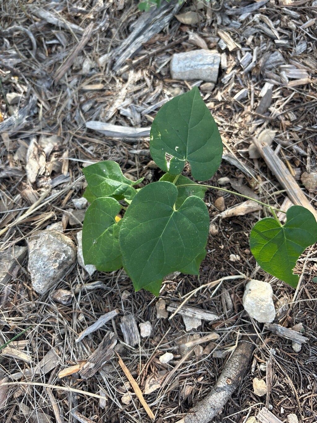 Matelea edwardsensis — search result for 'Apocynaceae'