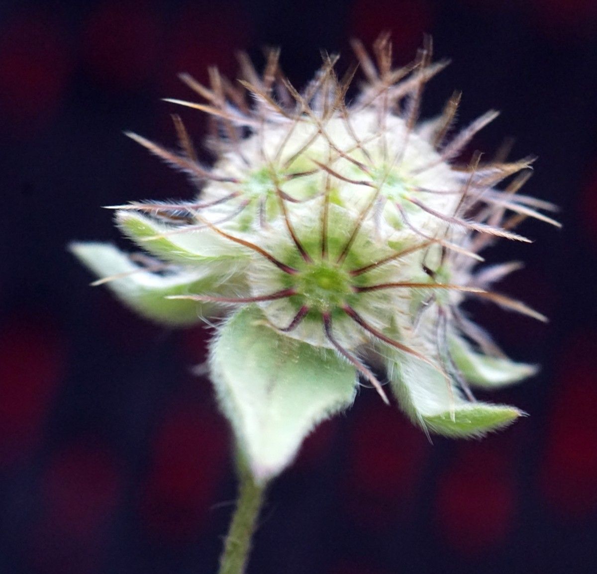 Knautia palaestina fruit