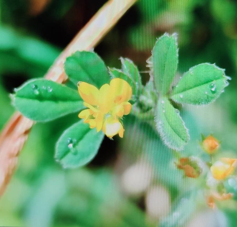 Medicago rigidula flower