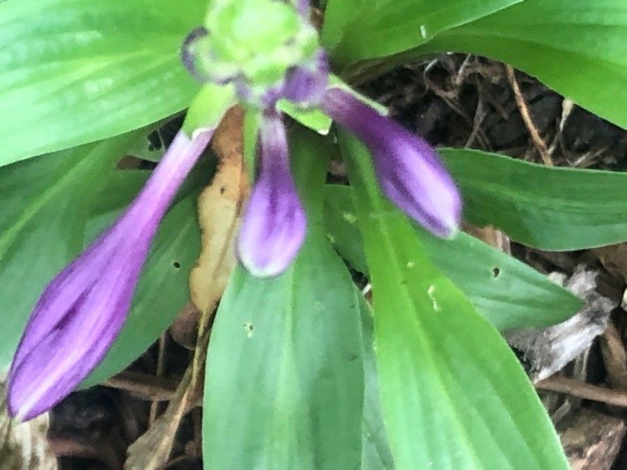 Hosta longissima flower