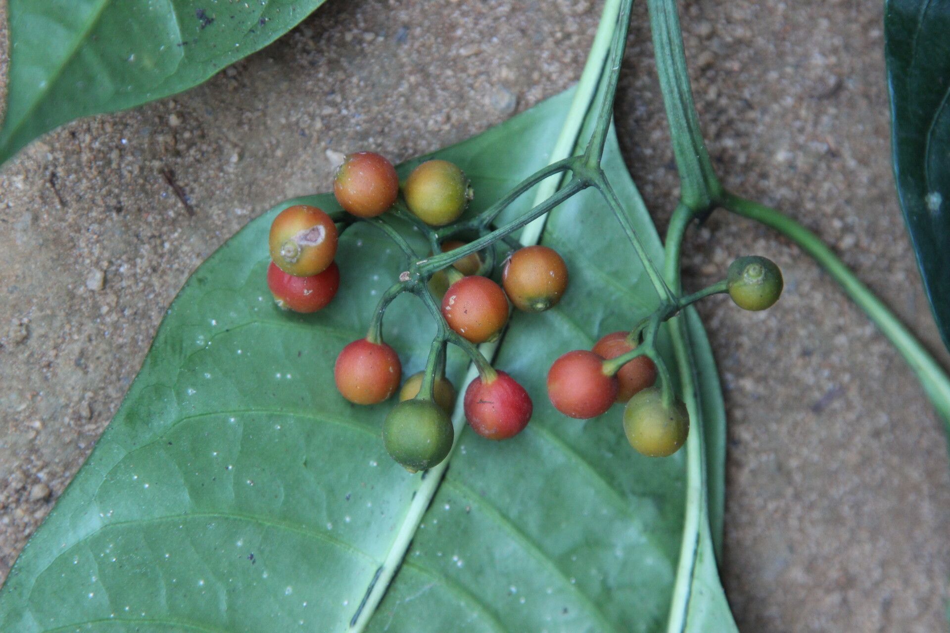 Psychotria subpunctata fruit
