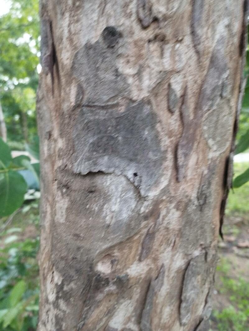 Eugenia uruguayensis bark