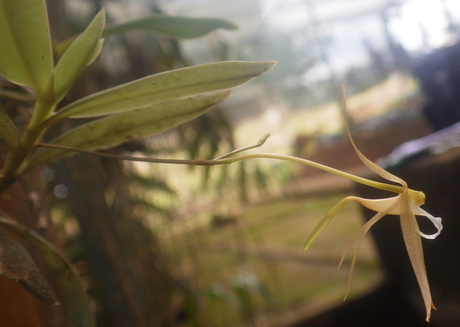 Angraecum angustum flower