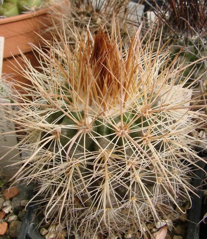 Parodia sotomayorensis — search result for 'Parodia'