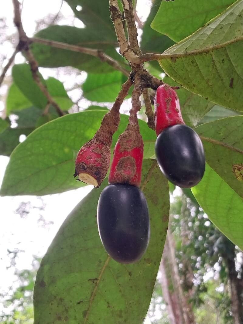 Ocotea olivacea fruit