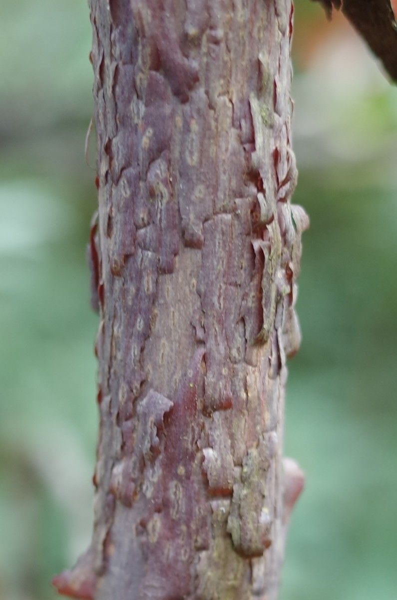 Rhododendron barbatum bark