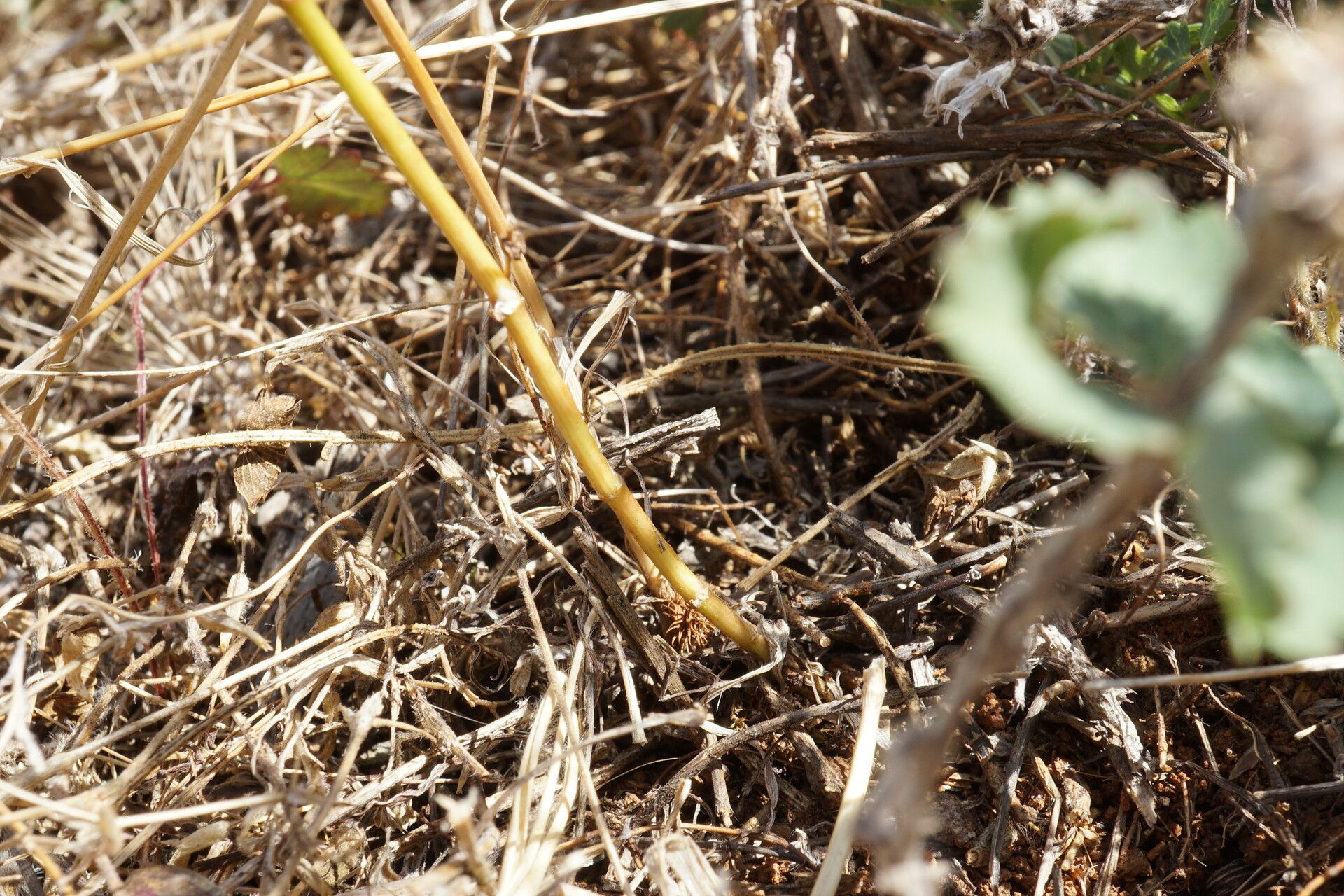 Bupleurum flavum bark