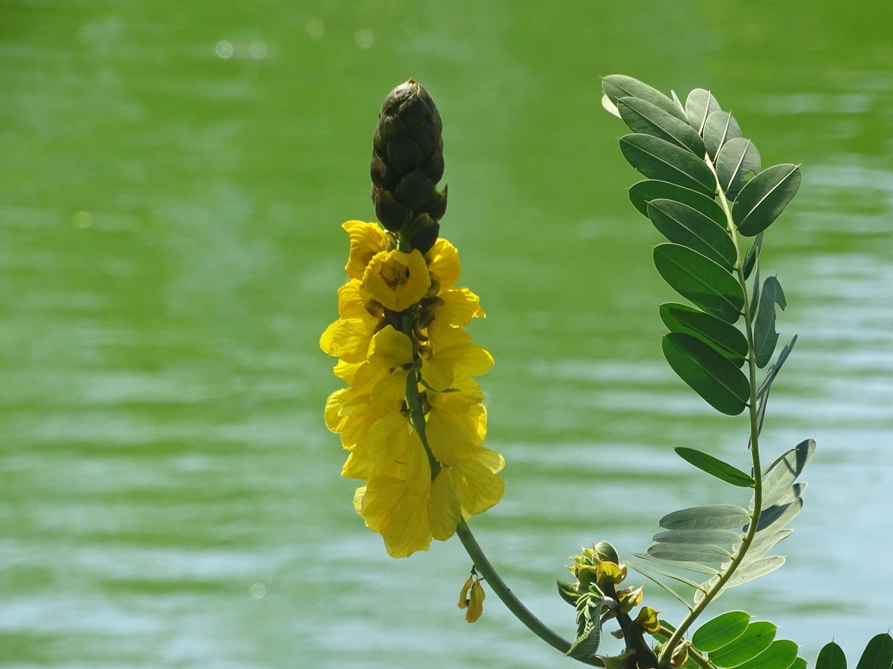 Cassia didymobotrya flower