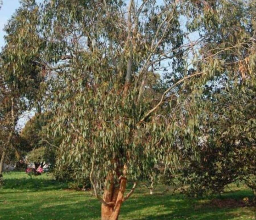 Eucalyptus delegatensis leaf