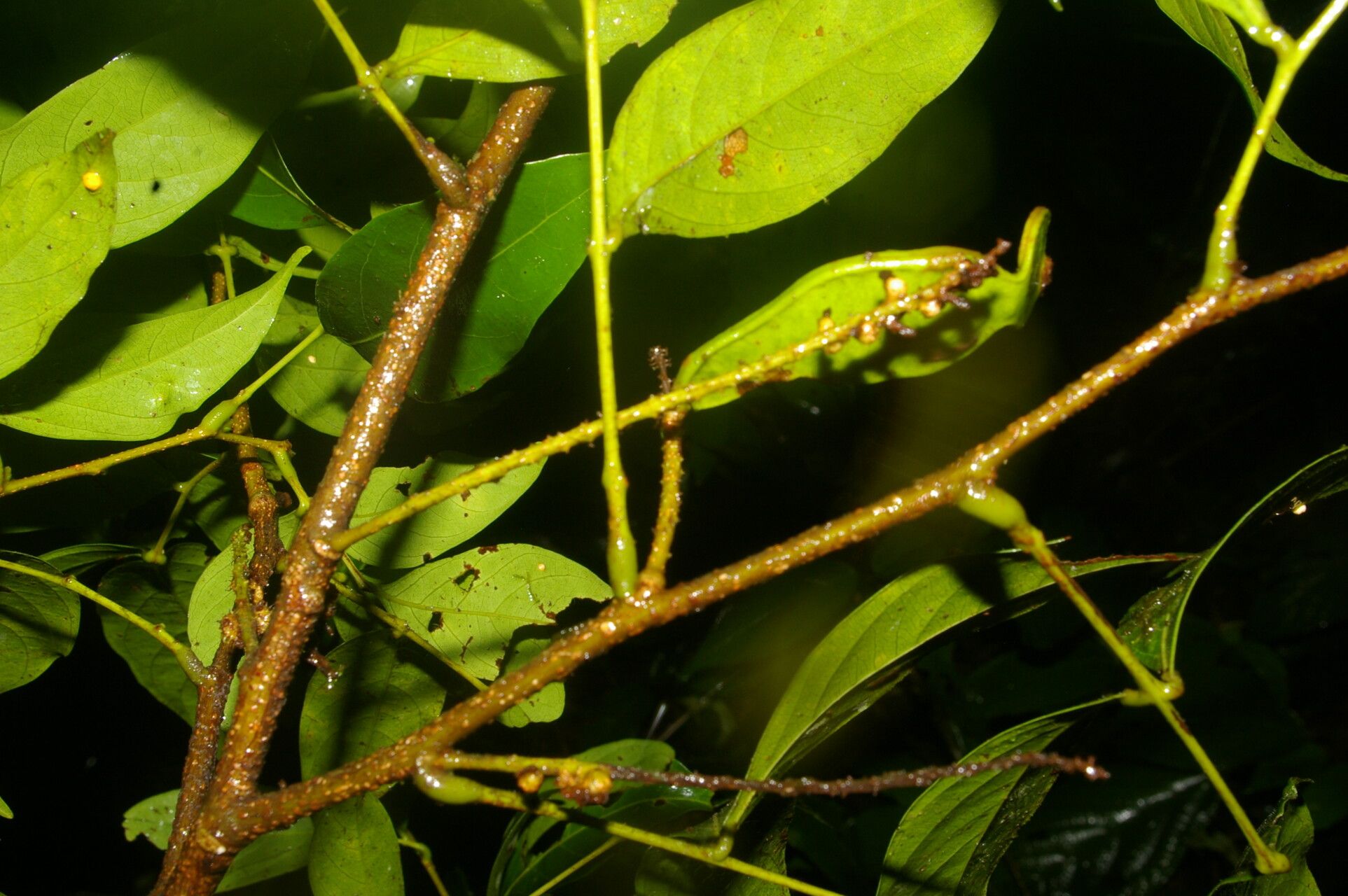 Inga longispica — houseplant care guide