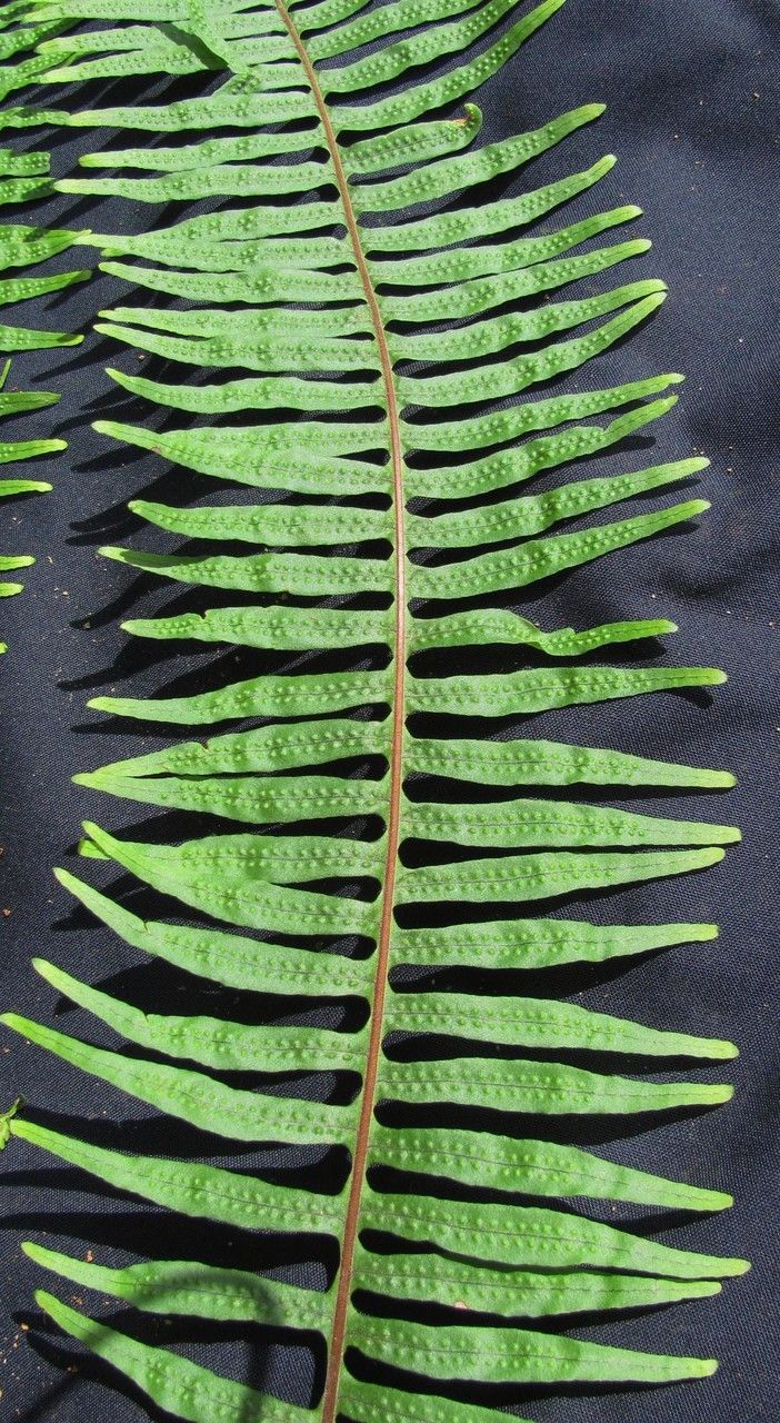 Serpocaulon wagneri leaf