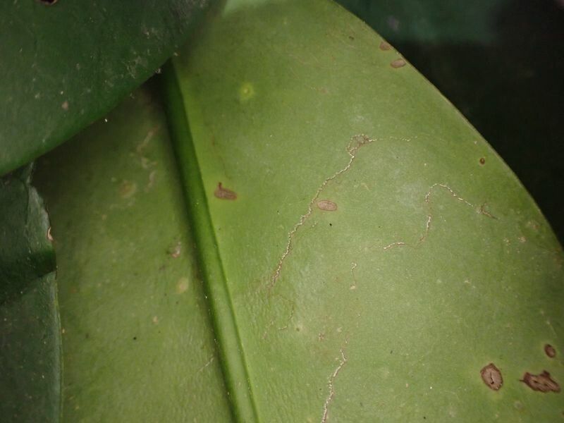 Psychotria sycophylla leaf